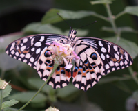 Самые красивые бабочки обитают в тропических лесах Юго – Восточной Азии и Южной Америки. Отдельные виды стоят очень дорого. Ради поимки некоторых даже организовывали специальные экспедиции в Тропические джунгли. Их оплачивали известные коллекционеры бабочек, для которых получить эти экземпляры было смыслом жизни. Ученые давали бабочкам имена богов, мифологических героев и известных людей: Парис, Аполлон, Махаон, Подалирий, Поликсена, Елена Троянская, Парусник Румянцева и т.д. 